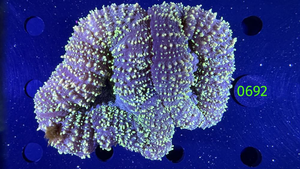 Lobophyllia sp. WYSIWYG 0692