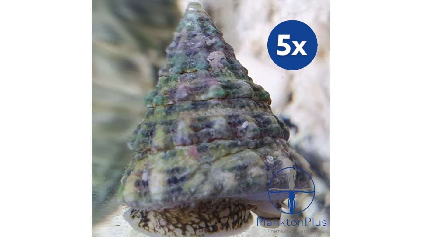 Sparset: Tectus fenestratus - Turboschnecke (5 St.)