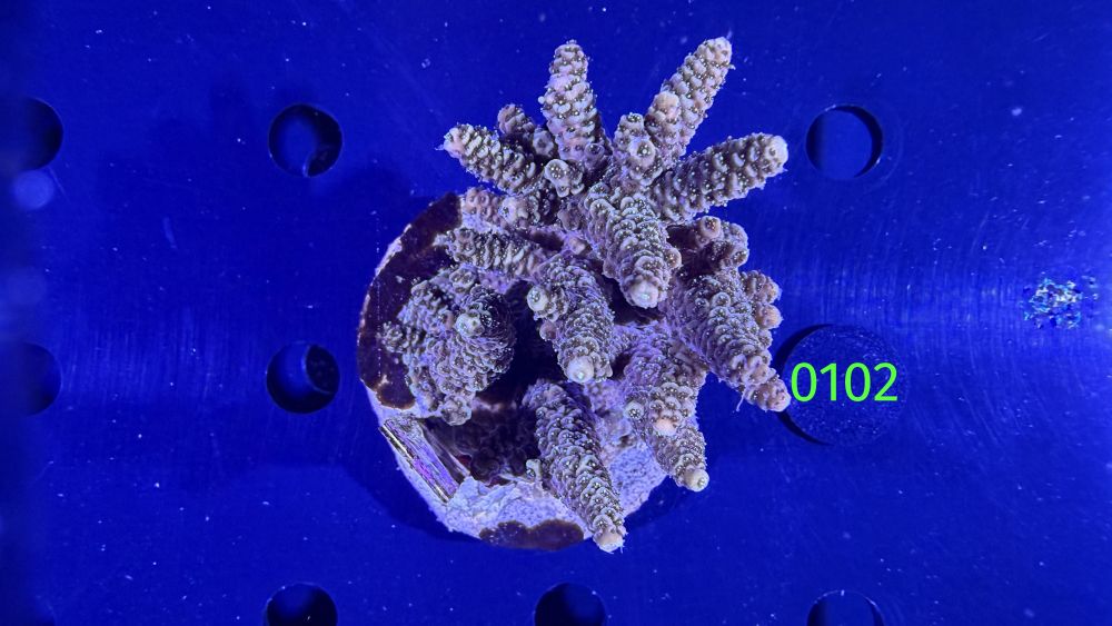 Acropora sp. WYSIWYG 0102