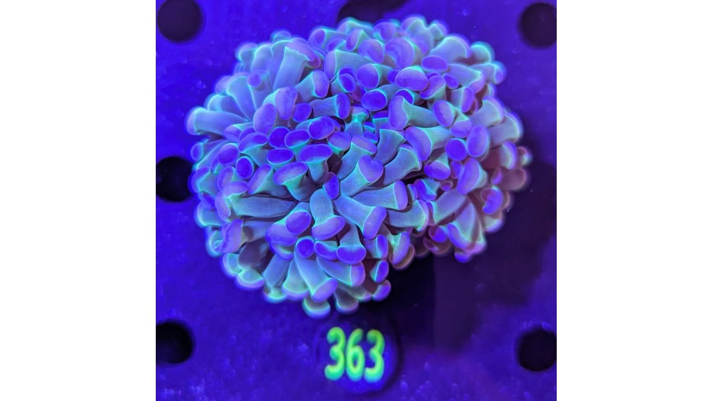 Euphyllia paraancora "Holo" 0363