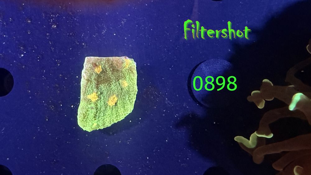 Echinophyllia sp. - Space Invader PPNZ 0898 #1