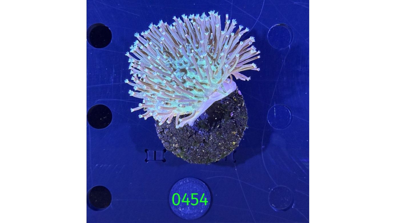 Sarcophyton sp. - Pilzlederkoralle PPNZ 0454