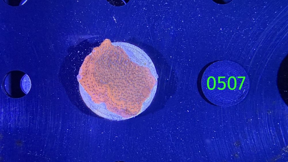 Montipora sp.- Kleinpolypige Steinkoralle "mystic Sunset" Deutsche Nachzucht 0507