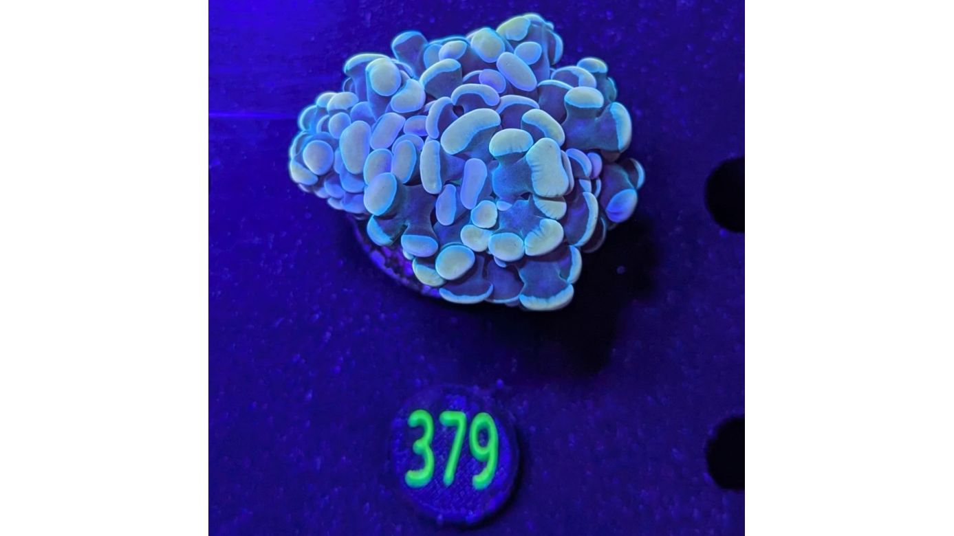 Euphyllia paraancora 2 Kopf "multicolor" 0379