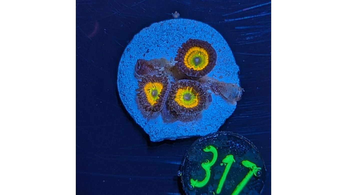 Zoanthus sp. - Krustenanemone Sunny D. PlanktonPlus Nachzucht 0317