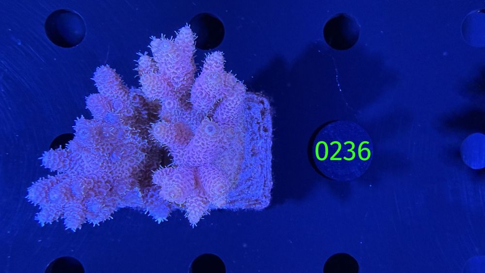 Acropora sp. WYSIWYG 0236