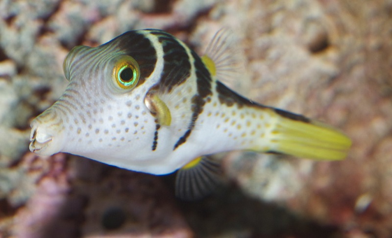 Canthigaster Valentini - Sattel-Spitzkopfkugelfisch