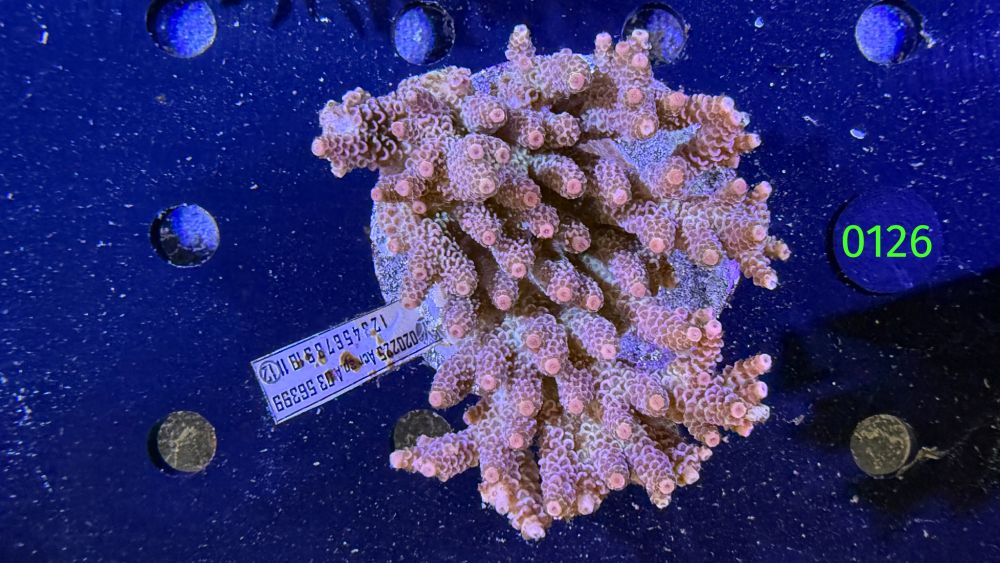 Acropora sp. WYSIWYG 0126