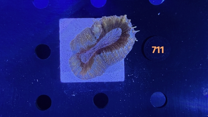 Lobophyllia sp. WYSIWYG 0711