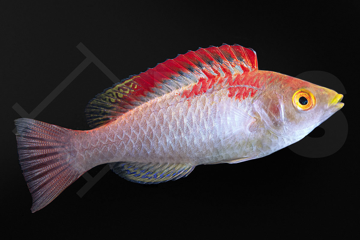 Cirrhilabrus adornatus - Debelius-Zwerglippfisch Cirrhilabrus adornatus - Debelius-Zwerglippfisch