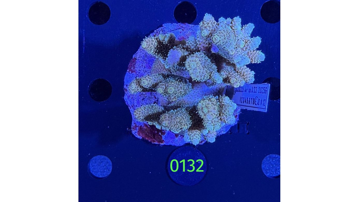 Acropora sp. WYSIWYG 0132