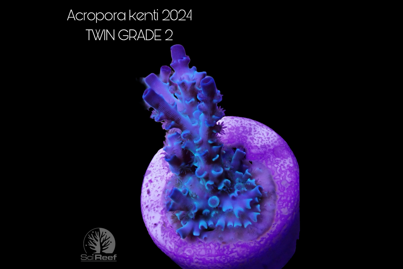 SciReef Acropora kenti TWIN Grade 2 0296