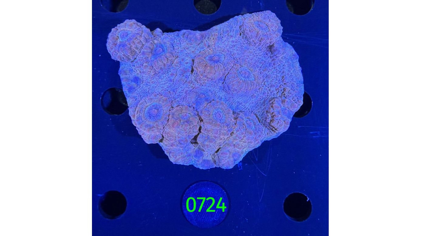 Echinophyllia/Chalice WYSIWYG 0724