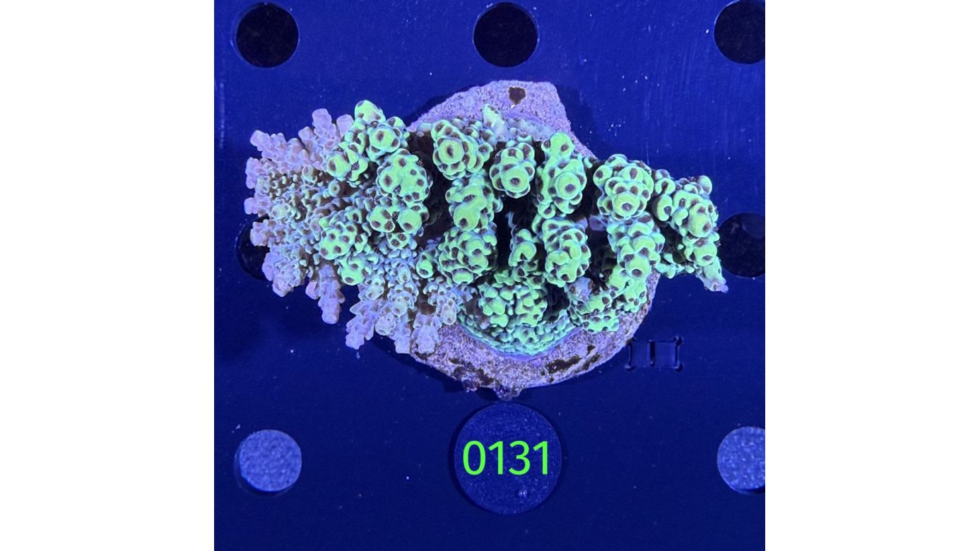 Acropora sp. WYSIWYG 0131