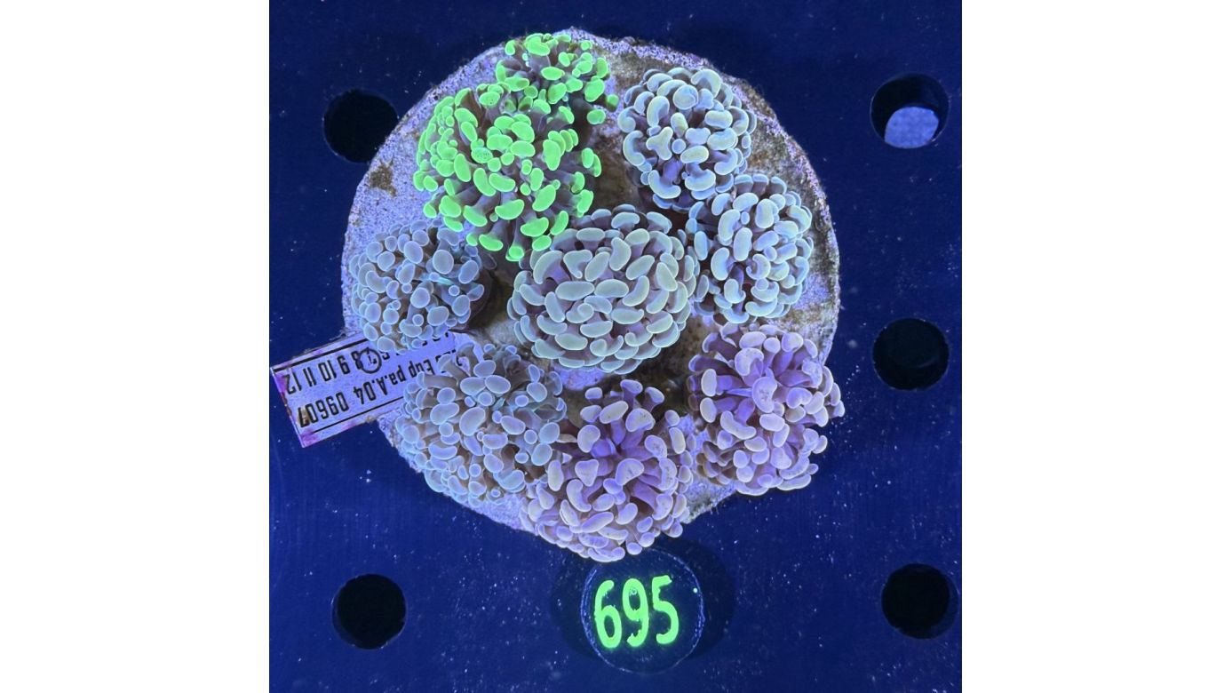 Euphyllia paraancora Kolonie WYSIWYG 0695