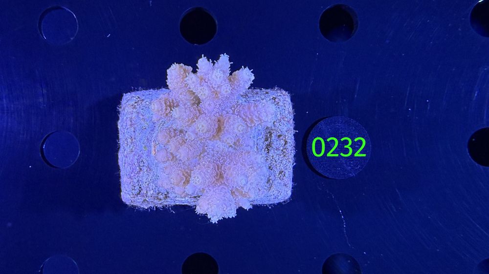 Acropora sp. WYSIWYG 0232