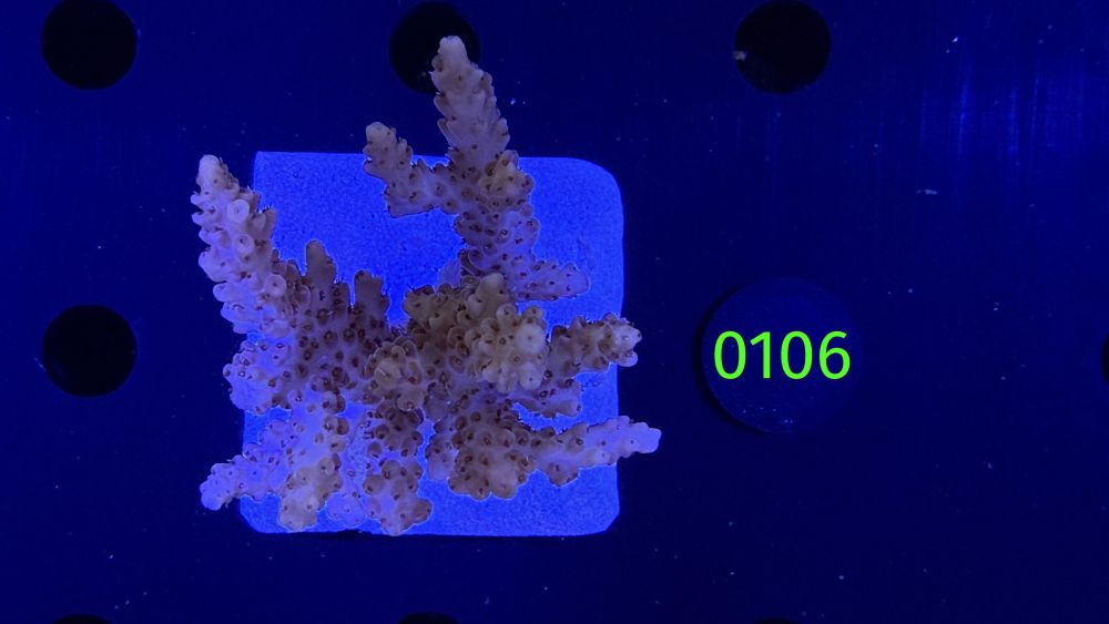 Acropora sp. WYSIWYG 0106