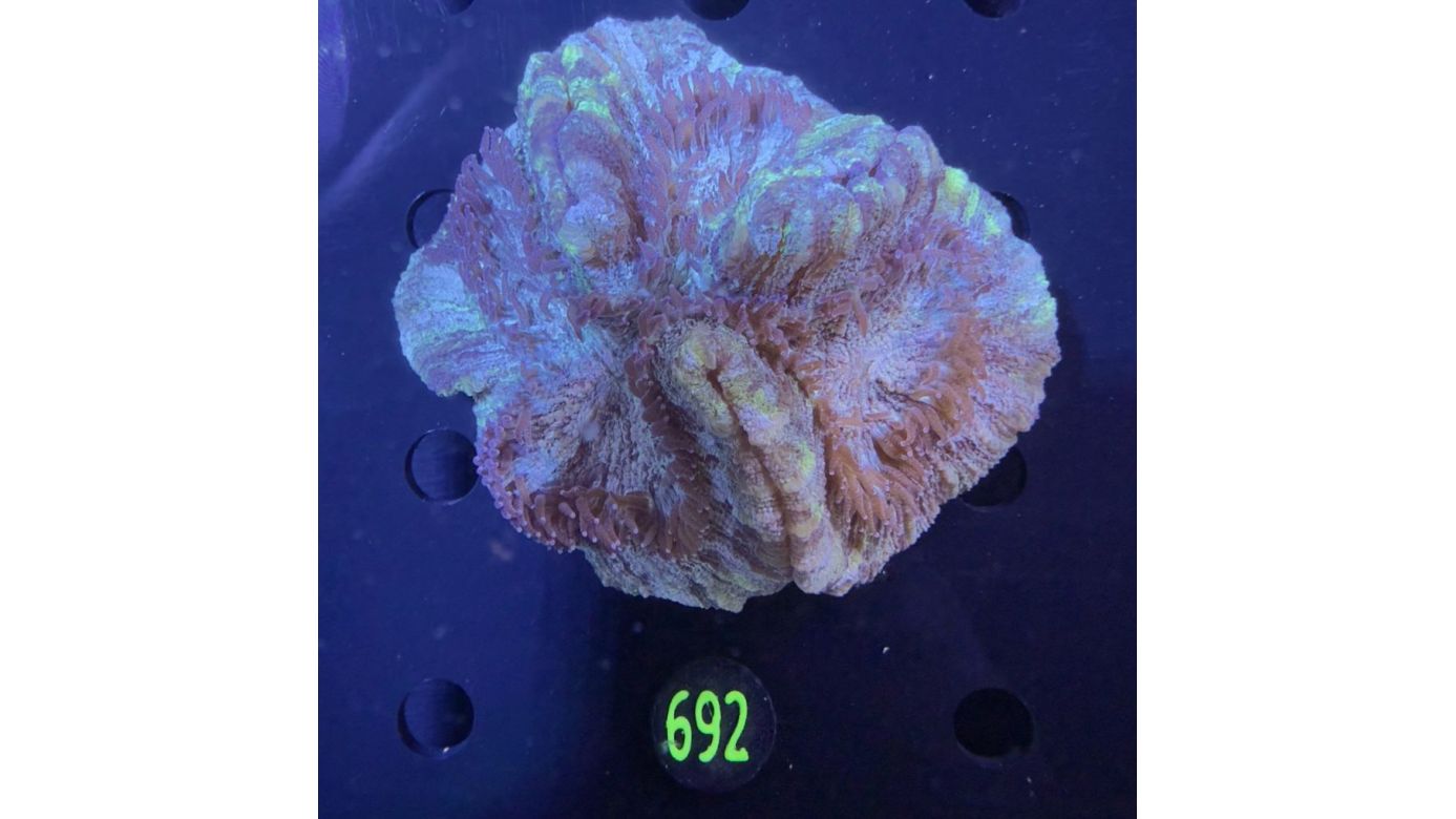 Trachyphyllia geoffroyi WYSIWYG 0692