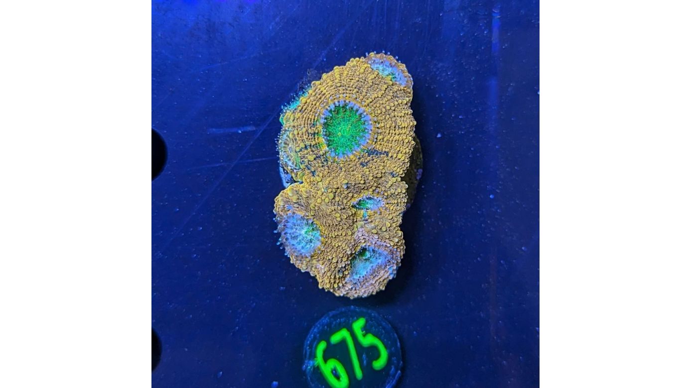 Acanthastrea bowerbanki WYSIWYG 0675