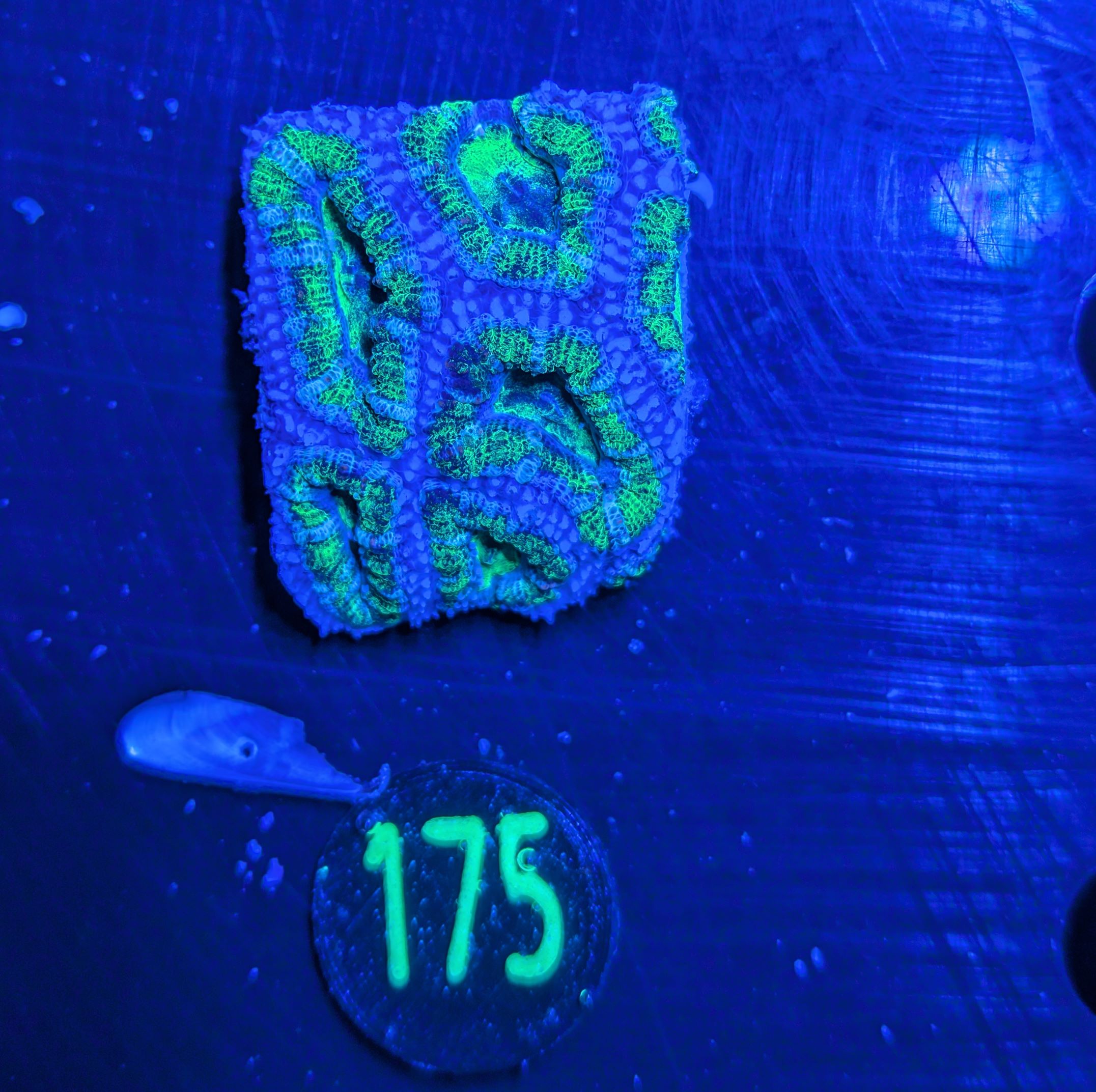 Acanthastrea lordhowensis -Ausi- 0175
