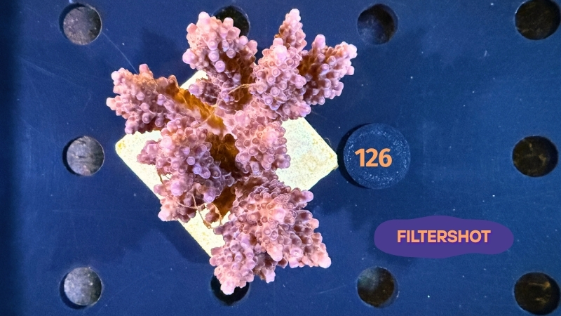 Acropora sp. WYSIWYG 0126