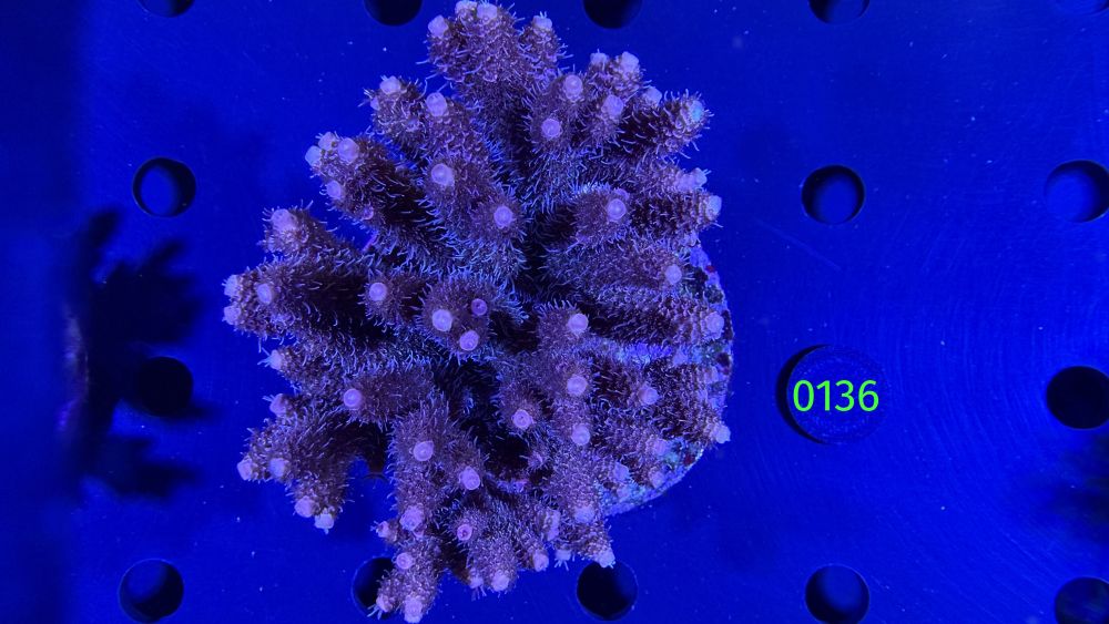 Acropora sp. WYSIWYG 0136