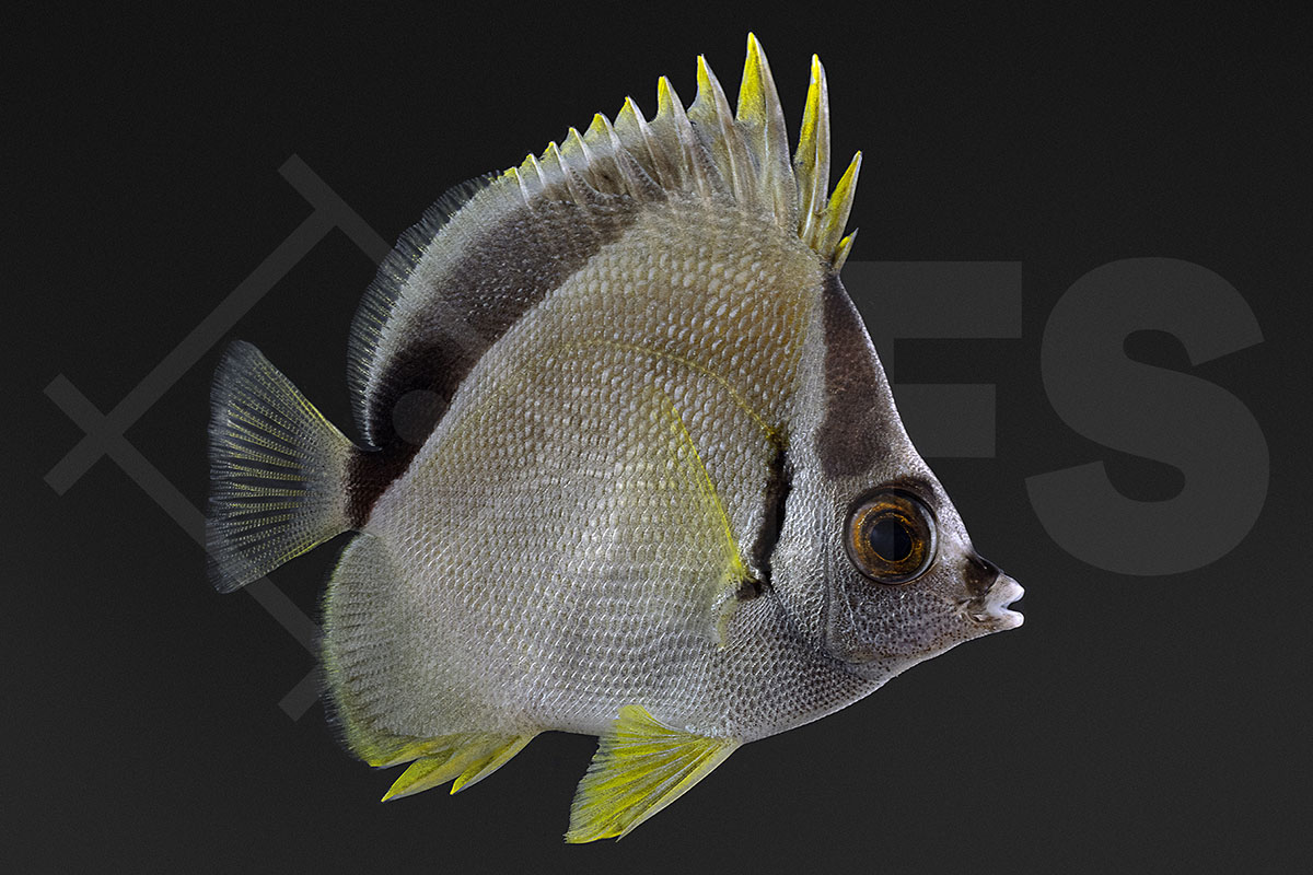 Johnrandallia nigrirostris - Barbier-Falterfisch