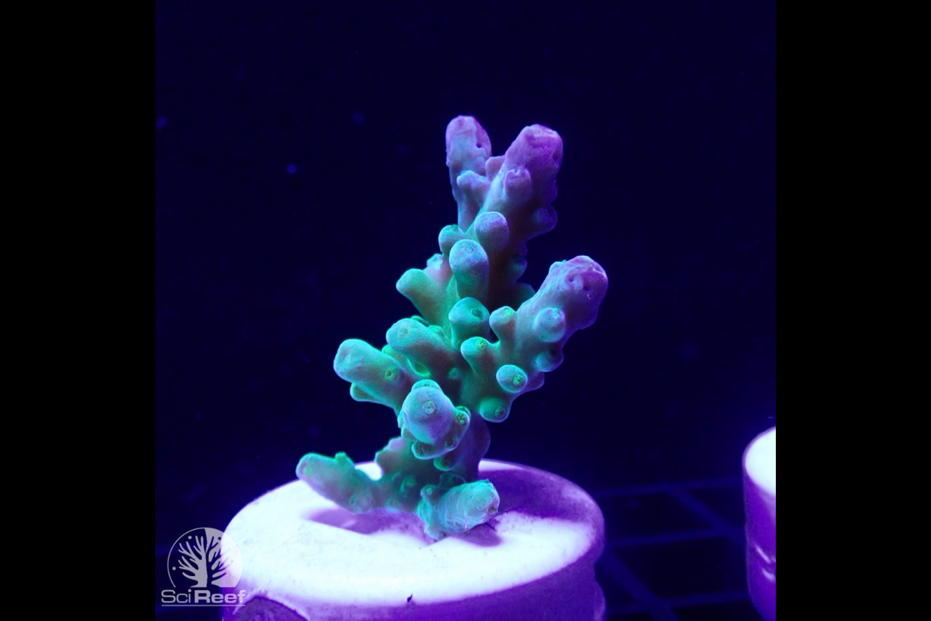 SciReef Acropora austera TWIN Grade 1 0295