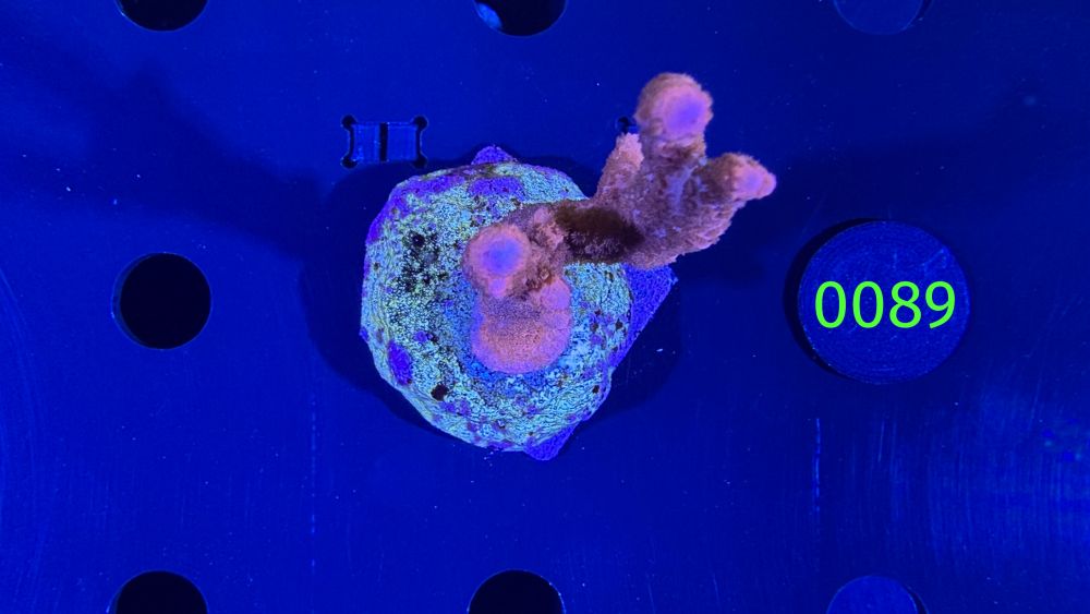 Montipora digitata - Steinkoralle "Rot" DNZ 0089