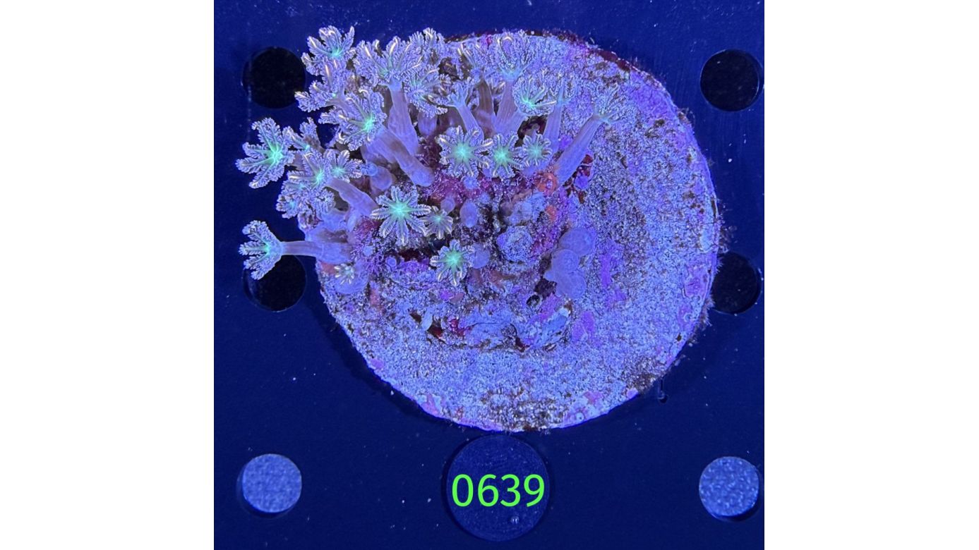 Clavularia spec. WYSIWYG 0639