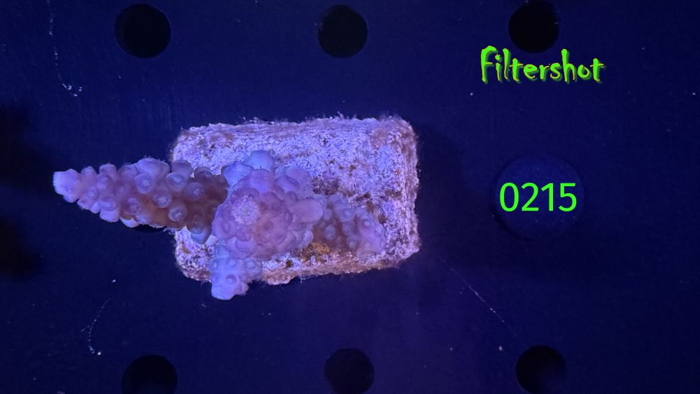 Acropora sp. WYSIWYG 0215