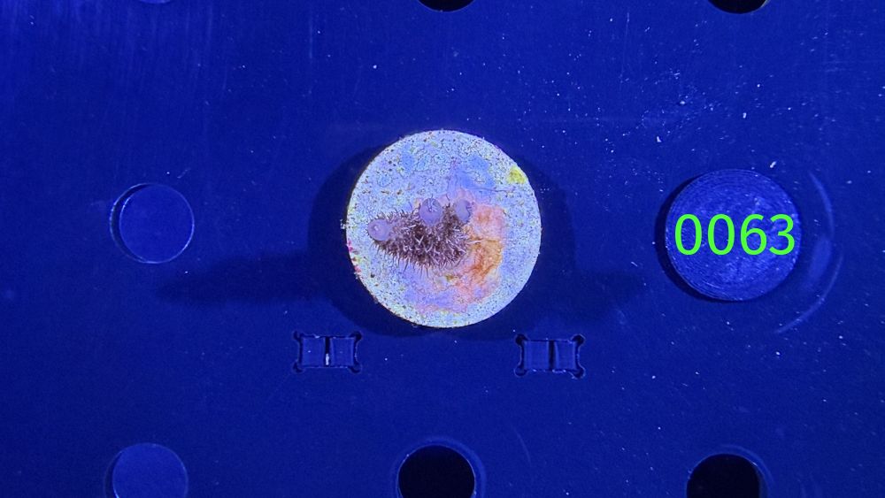 Acropora millepora - Steinkoralle "rot" DNZ 0063