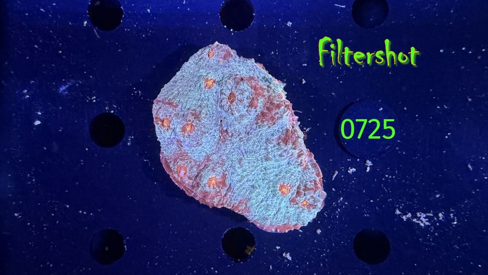 Echinophyllia/Chalice WYSIWYG 0725