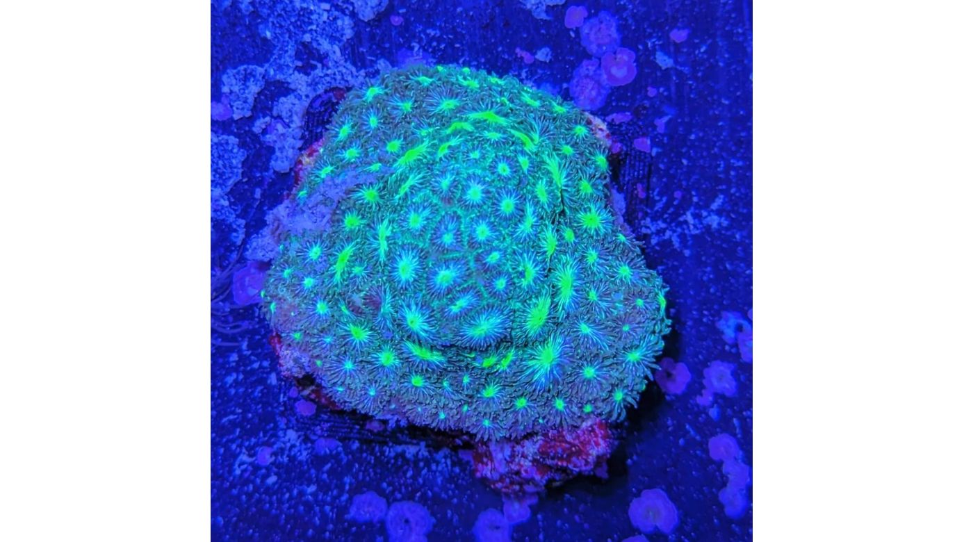 Leptastrea sp. - Großpolypige Steinkoralle Neongrün Deutsche Nachzucht 0023