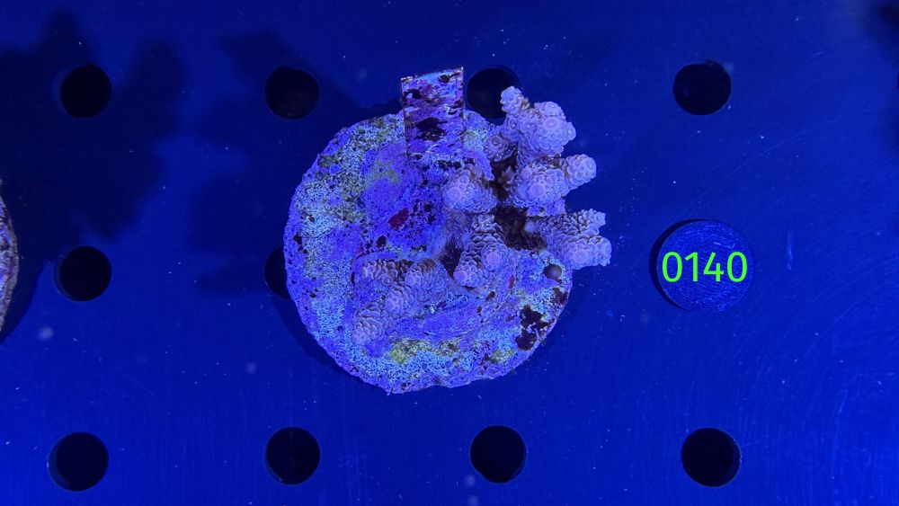 Acropora sp. WYSIWYG 0140