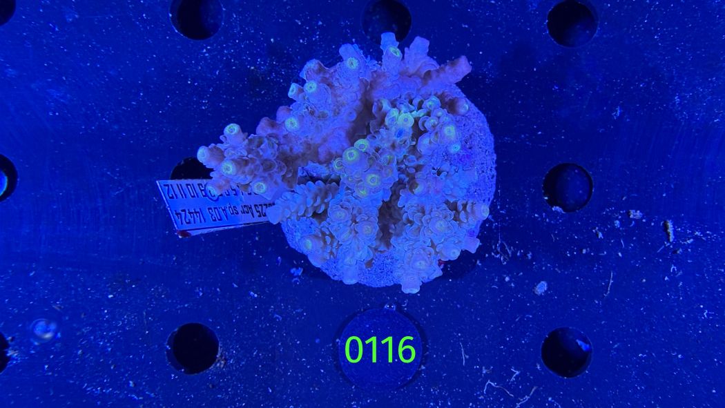 Acropora sp. WYSIWYG 0116
