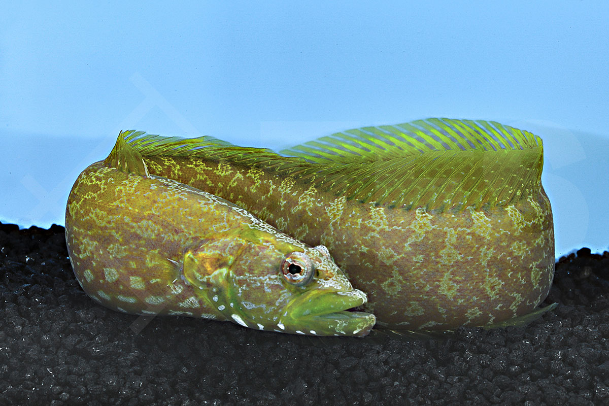 Congrogadus subducens - Grüner Aalbarsch