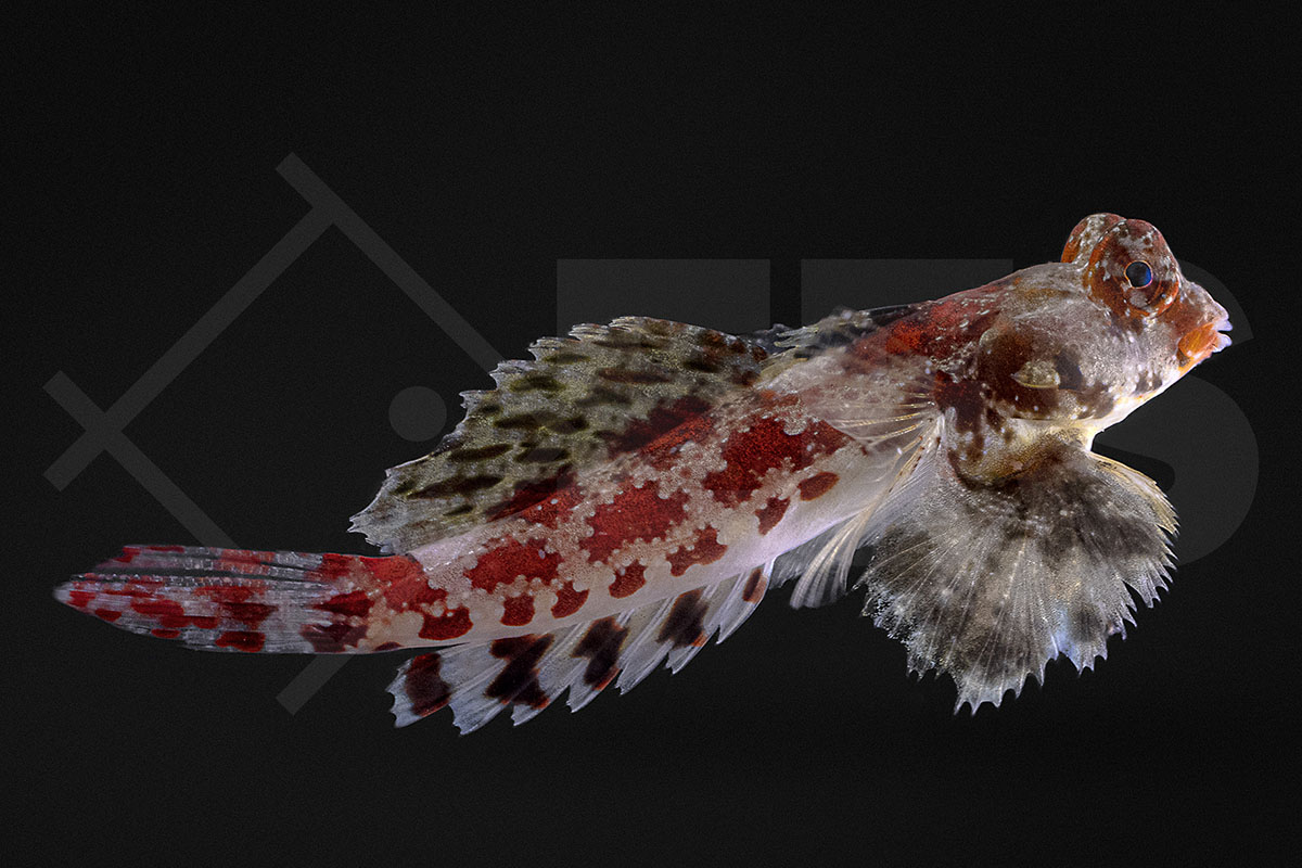 Synchiropus marmoratus - Roter Spinnenfisch