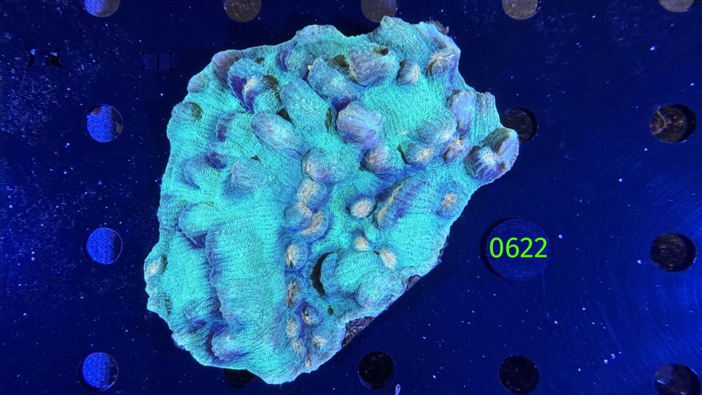 Echinophyllia/Chalice WYSIWYG 0622