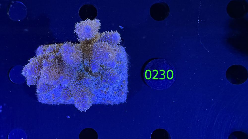 Acropora sp. WYSIWYG 0230