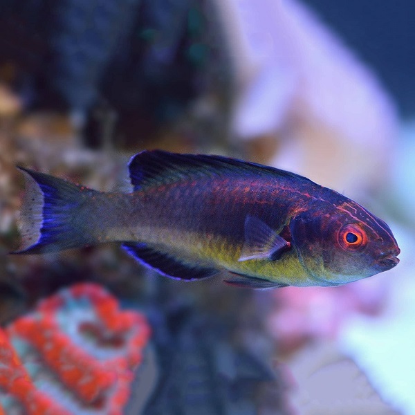 Cirrhilabrus brunneus - Düsterer Zwerglippfisch