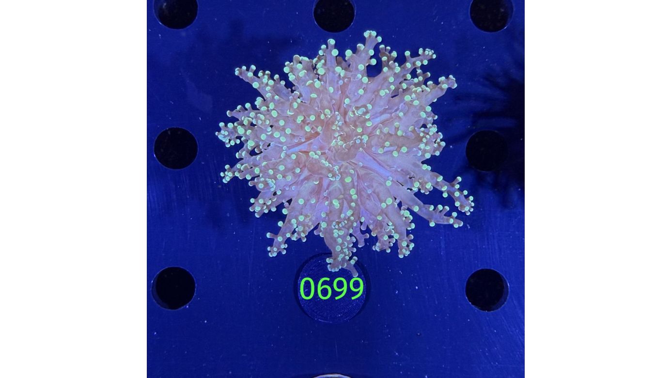 Euphyllia yaeyamensis - Octopuslkoralle 0699