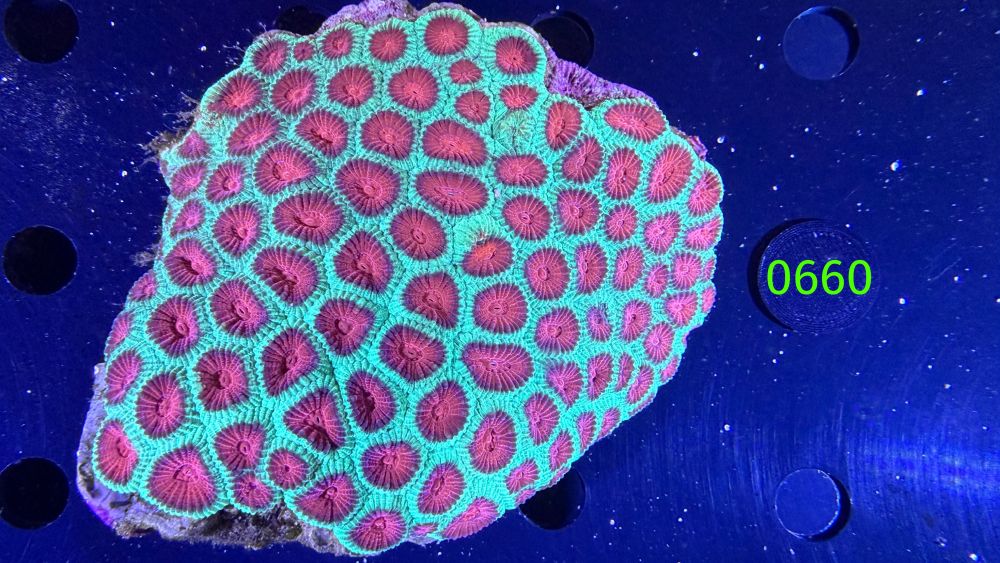 Favia sp. WYSIWYG 0660