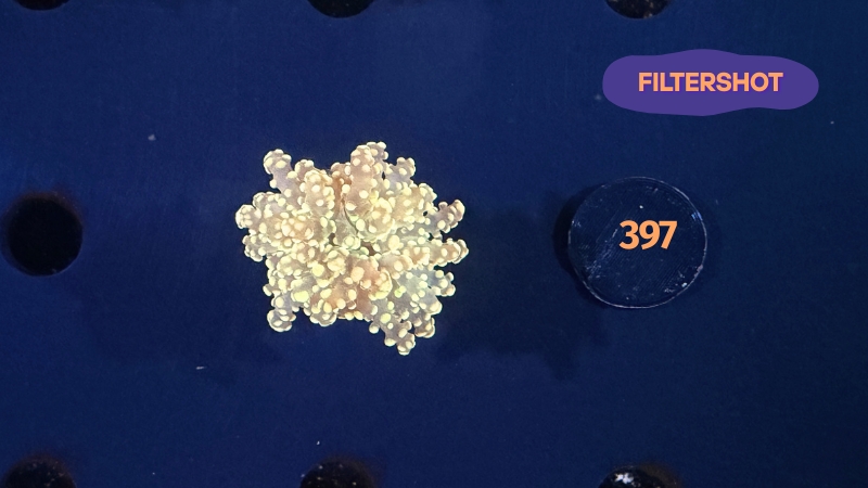 Euphyllia yaeyamensis - Octopuslkoralle "gelb/gold" 0397