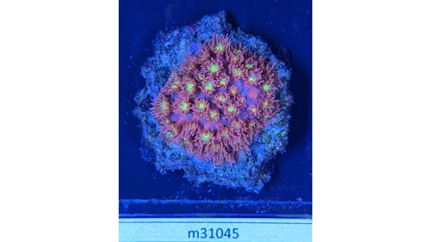 Bernardpora stutchburyi - Margeritenkoralle Hellfire Deutsche Nachzucht 0003