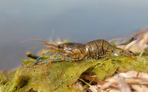 Palaemon pacificus - Felsengarnele