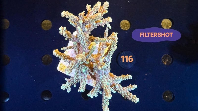 Acropora sp. WYSIWYG 0116