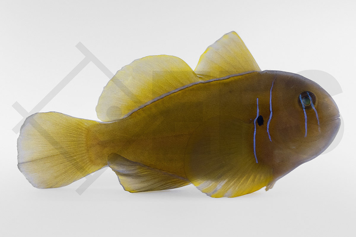 Gobiodon citrinus - Zitronengrundel Black