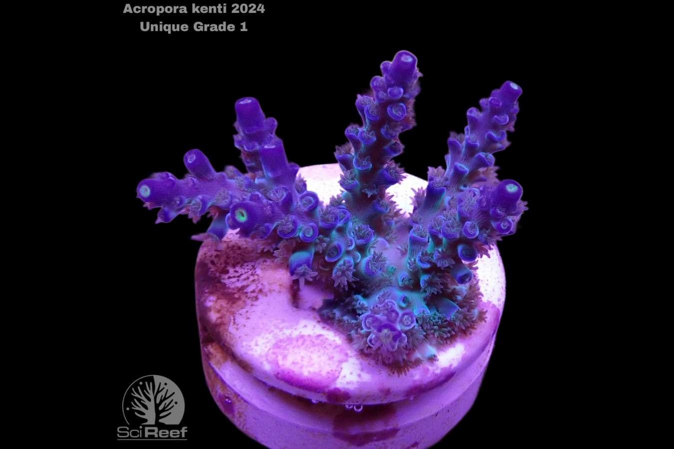 SciReef Acropora kenti Unique Grade 1 0298
