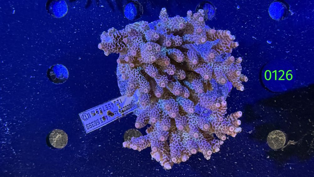 Acropora sp. WYSIWYG 0126